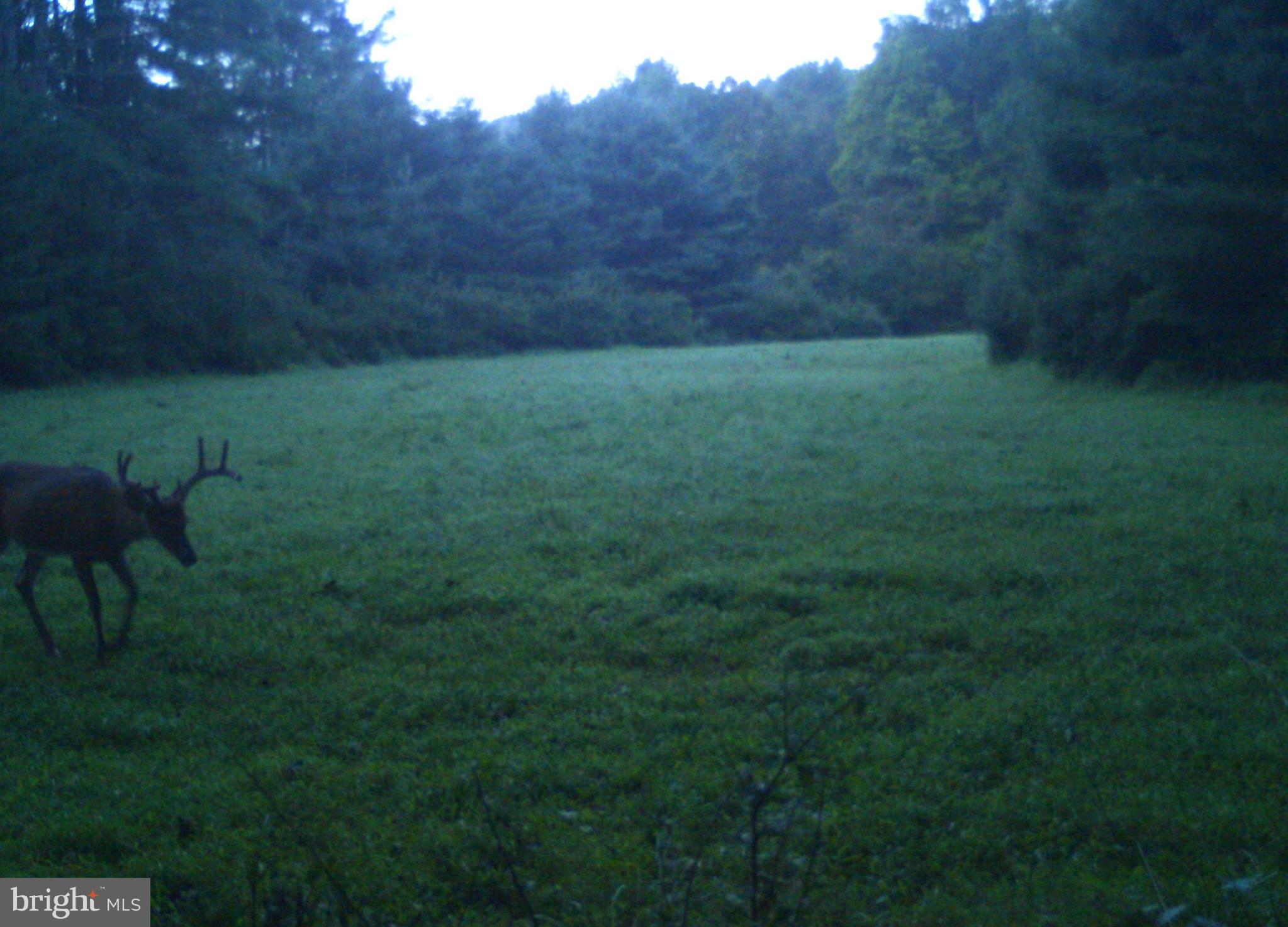 228 Huntington Creek Road Sweet Valley, PA 18656 - Photo 100 of 128 a view of an outdoor space and a yard