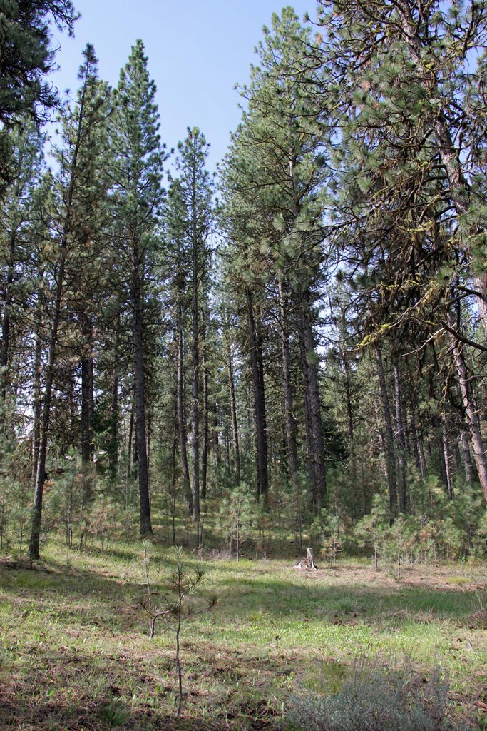 Tbd Hot Springs Road, Unit 6 New Meadows, ID 83654 - Photo 10 of 12