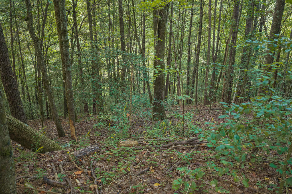 14-17 Conasauga Road Ellijay, GA 30540 - Photo 7 of 19 Gallery Image 7