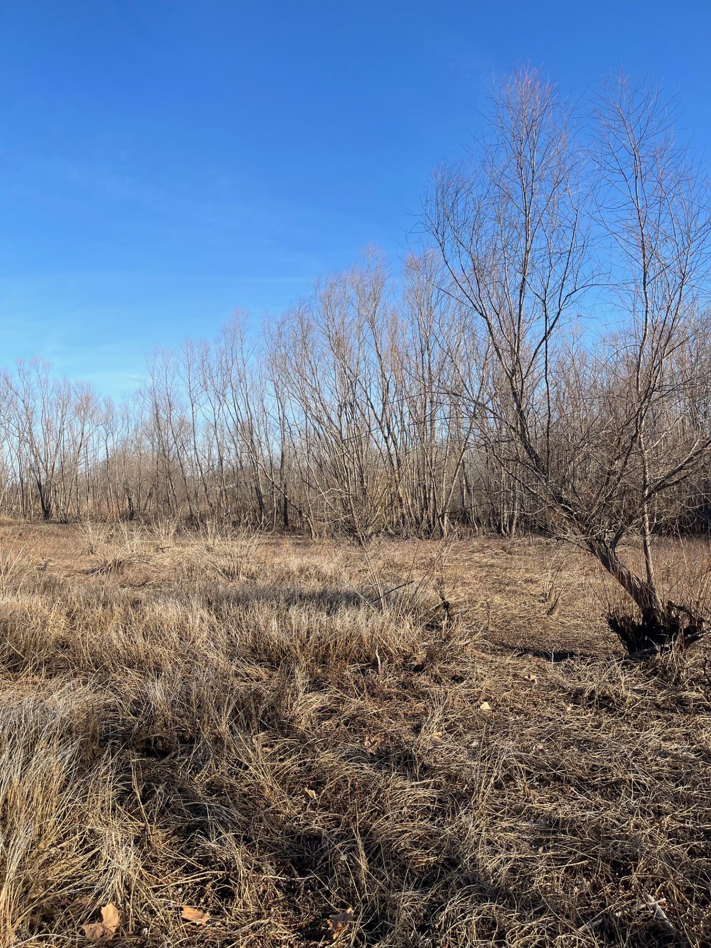 0 East Greene County Road North Paragould, AR 72450 - Photo 3 of 4 a view of backyard of house