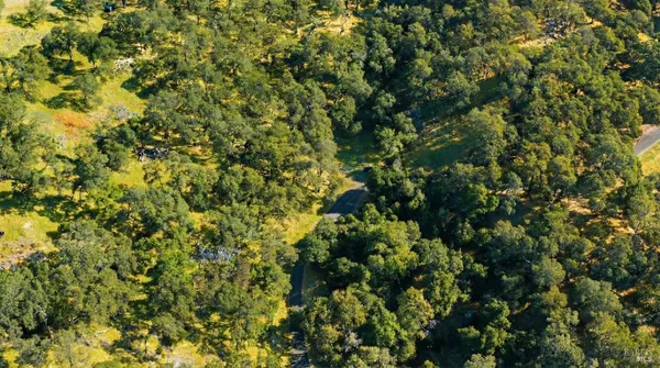 a view of a lush green forest