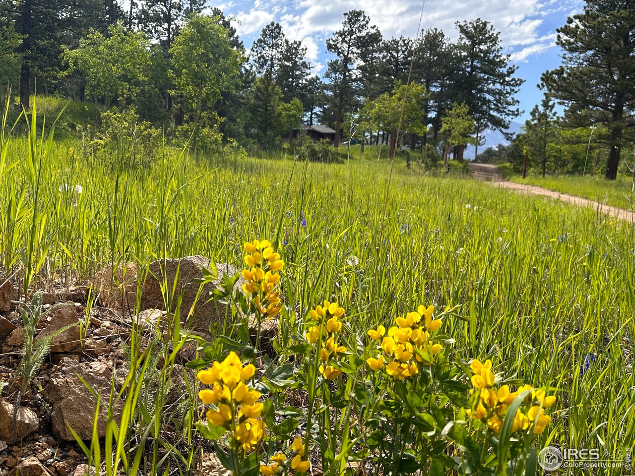 16950 Highway 7 Lyons, CO 80540 - Photo 6 of 9 a view of a lake with a tree