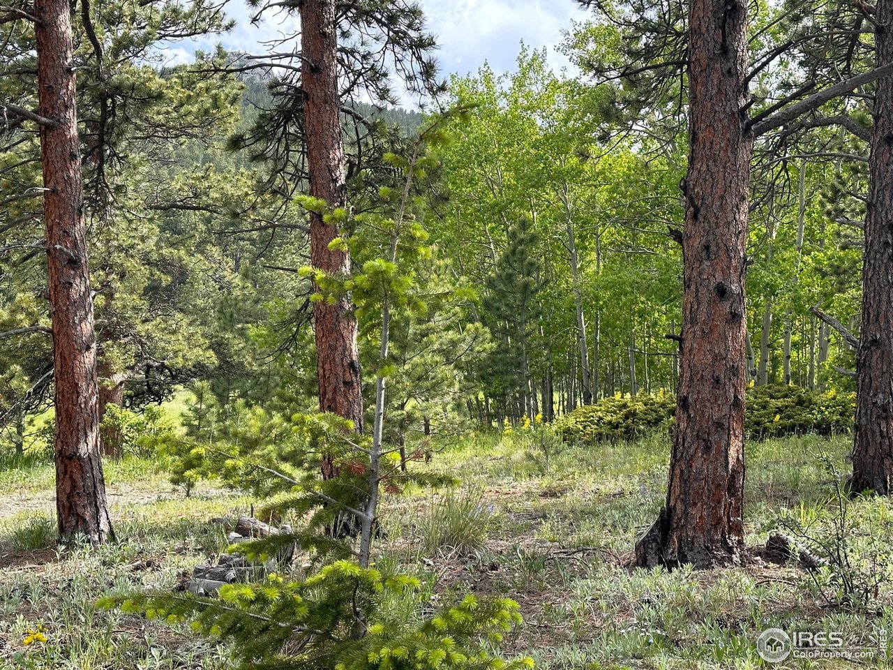 16950 Highway 7 Lyons, CO 80540 - Photo 8 of 9 a view of a forest