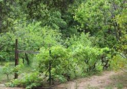 612 Palomar Road Ojai, CA 93023 - Photo 8 of 14 Gallery Image 8