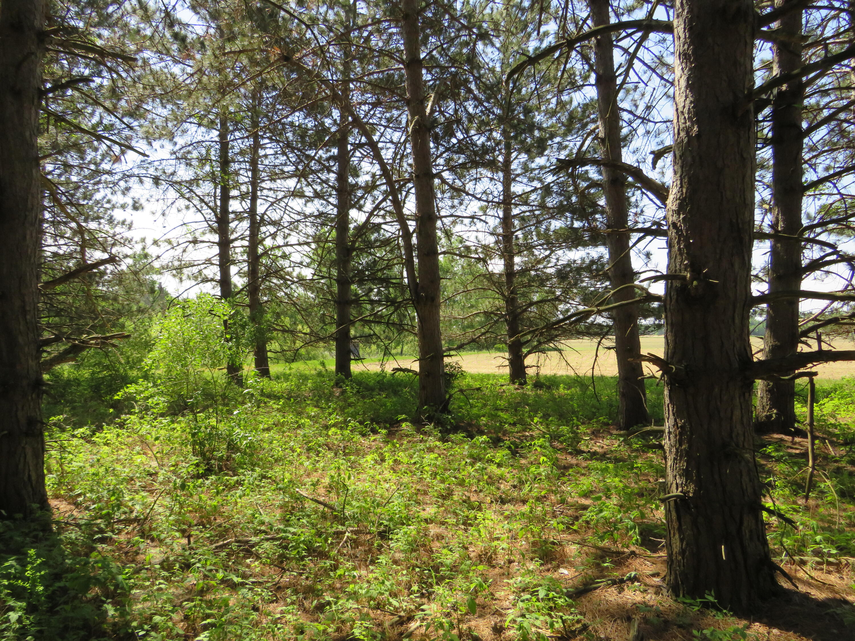 Vl South Elkton Road Owendale, MI 48754 - Photo 28 of 39 IMG_6521
