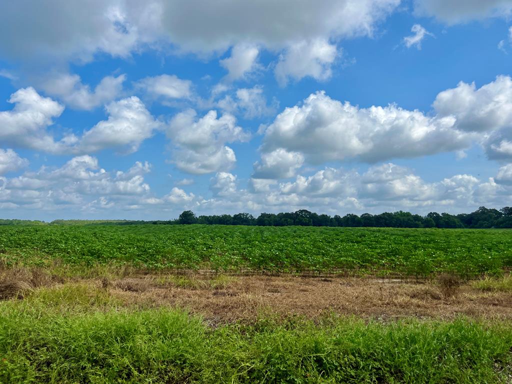 318.5-ac Goose Hollow Road Geneva, AL 36340 - Photo 24 of 50