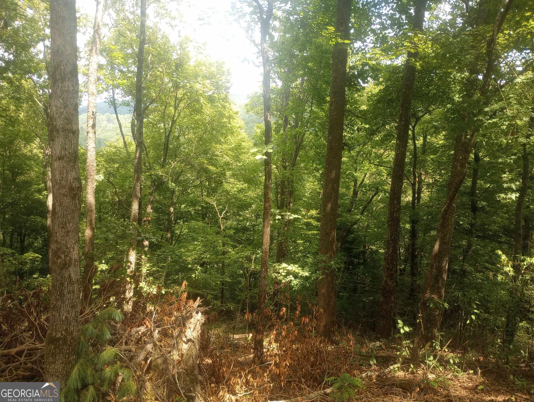 0 Ridgepole/covered Bridge, Unit LOT 150 Sky Valley, GA 30537 - Photo 3 of 9 a view of a forest that has large trees