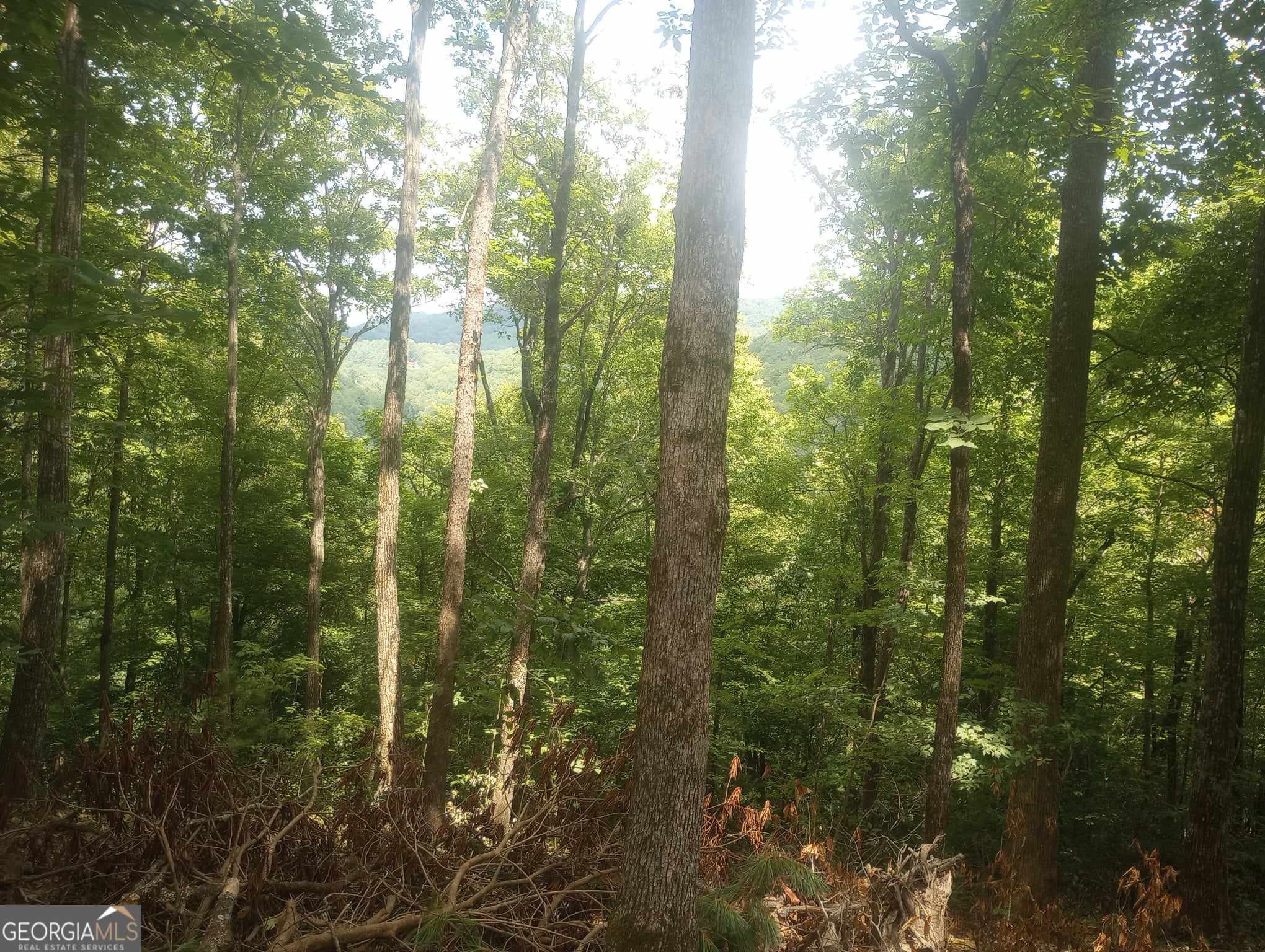 0 Ridgepole/covered Bridge, Unit LOT 150 Sky Valley, GA 30537 - Photo 6 of 9 a view of a forest that has a tree