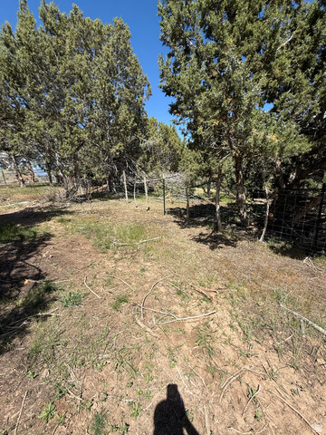 Undisclosed Address Spring City, UT 84662 - Photo 5 of 12 Natural landscape featuring abundant evergreen trees and partial wire fencing