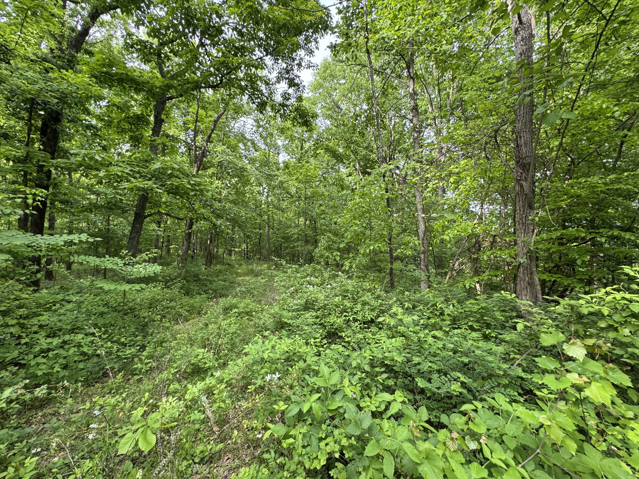 0 Bethel Road Prospect, TN 38477 - Photo 22 of 29 Gallery Image 22
