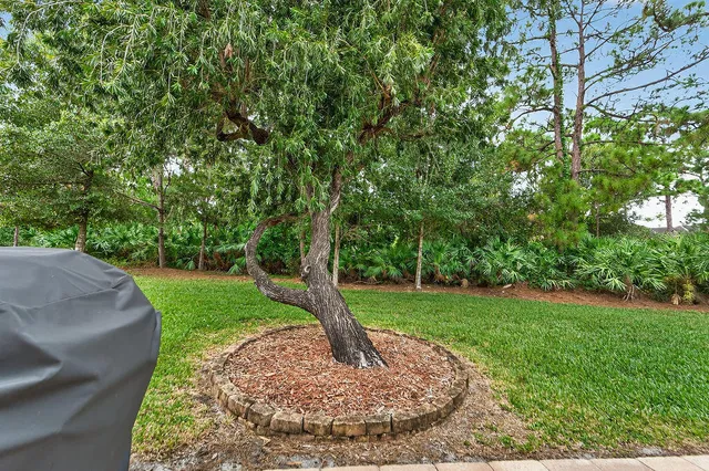 a view of a park with large trees