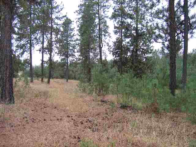 0 North Christensen Road Medical Lake, WA 99022 - Photo 4 of 9