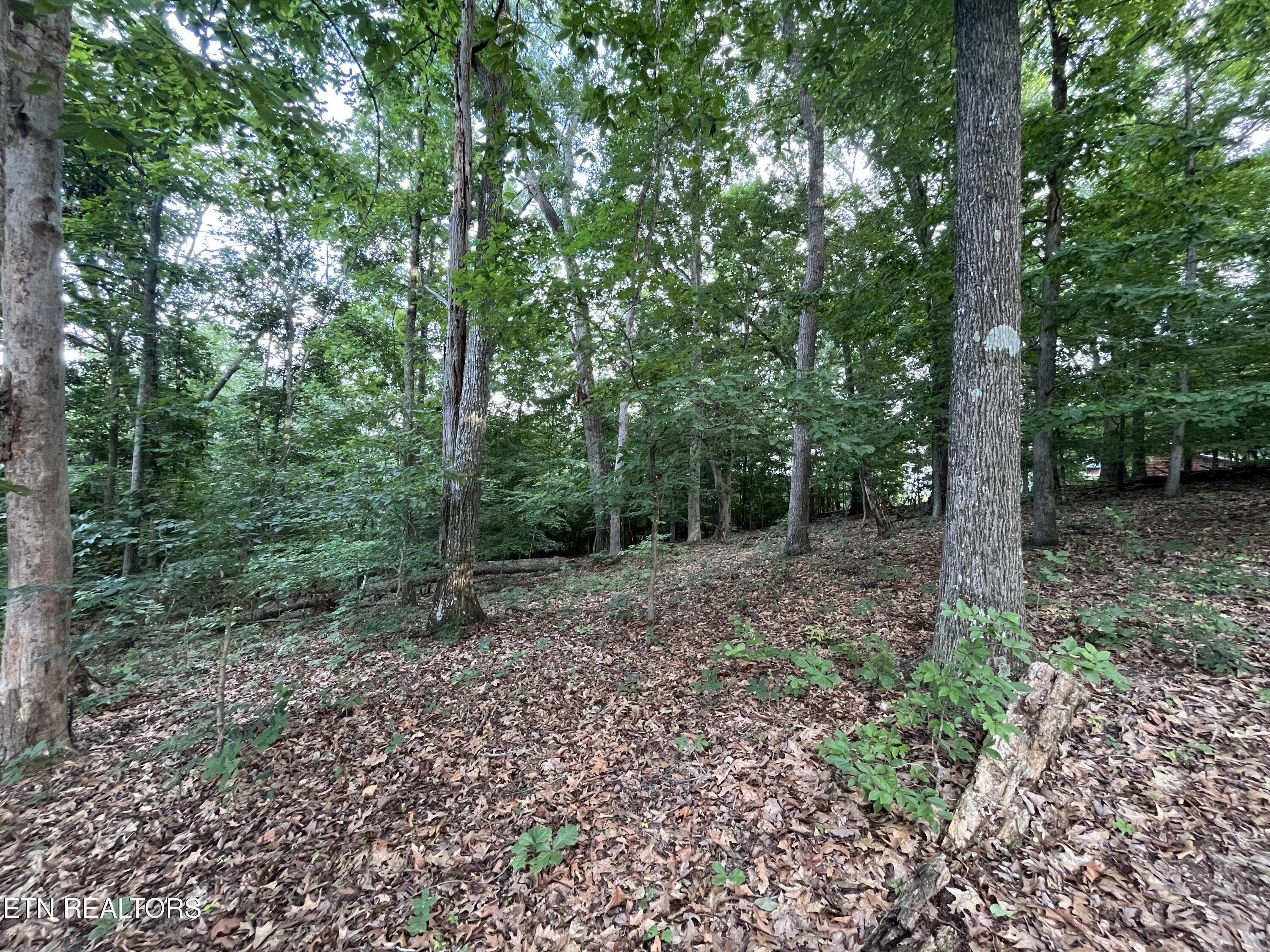 3278 Hillside Road White Pine, TN 37890 - Photo 3 of 18 IMG_5503
