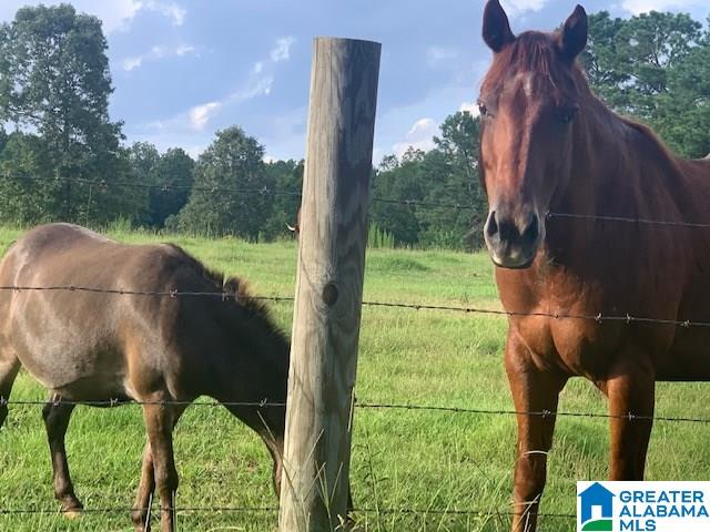 427 Mitchell Young Farm Road West Blocton, AL 35184 - Photo 4 of 12