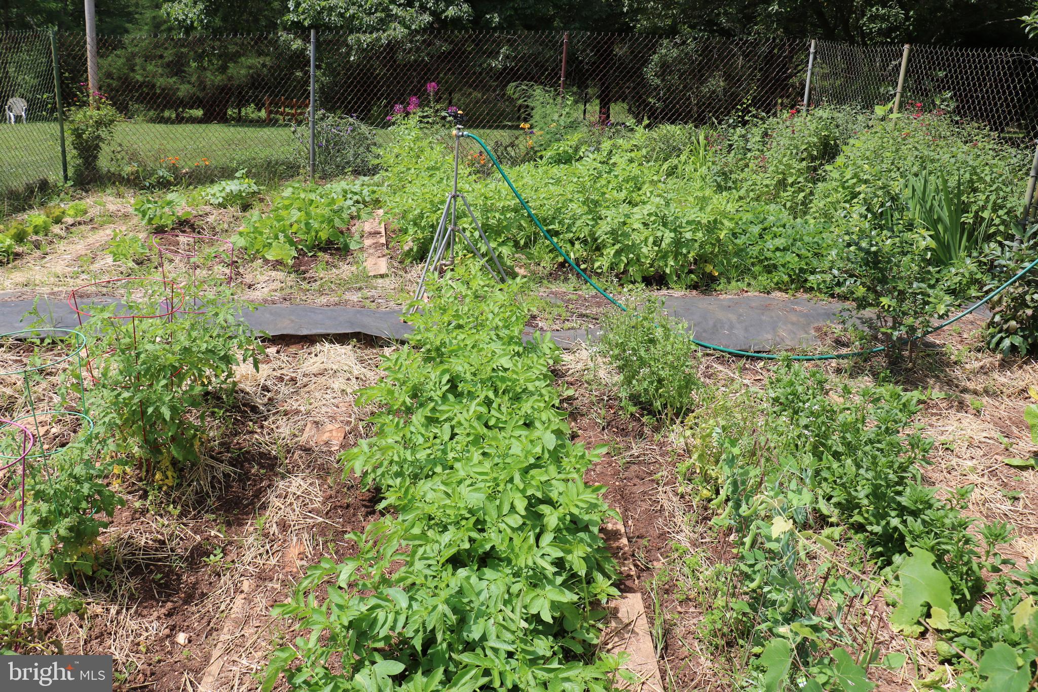339 Whorton Hollow Road Castleton, VA 22716 - Photo 30 of 38 Fenced in Vegetable and Herb Garden