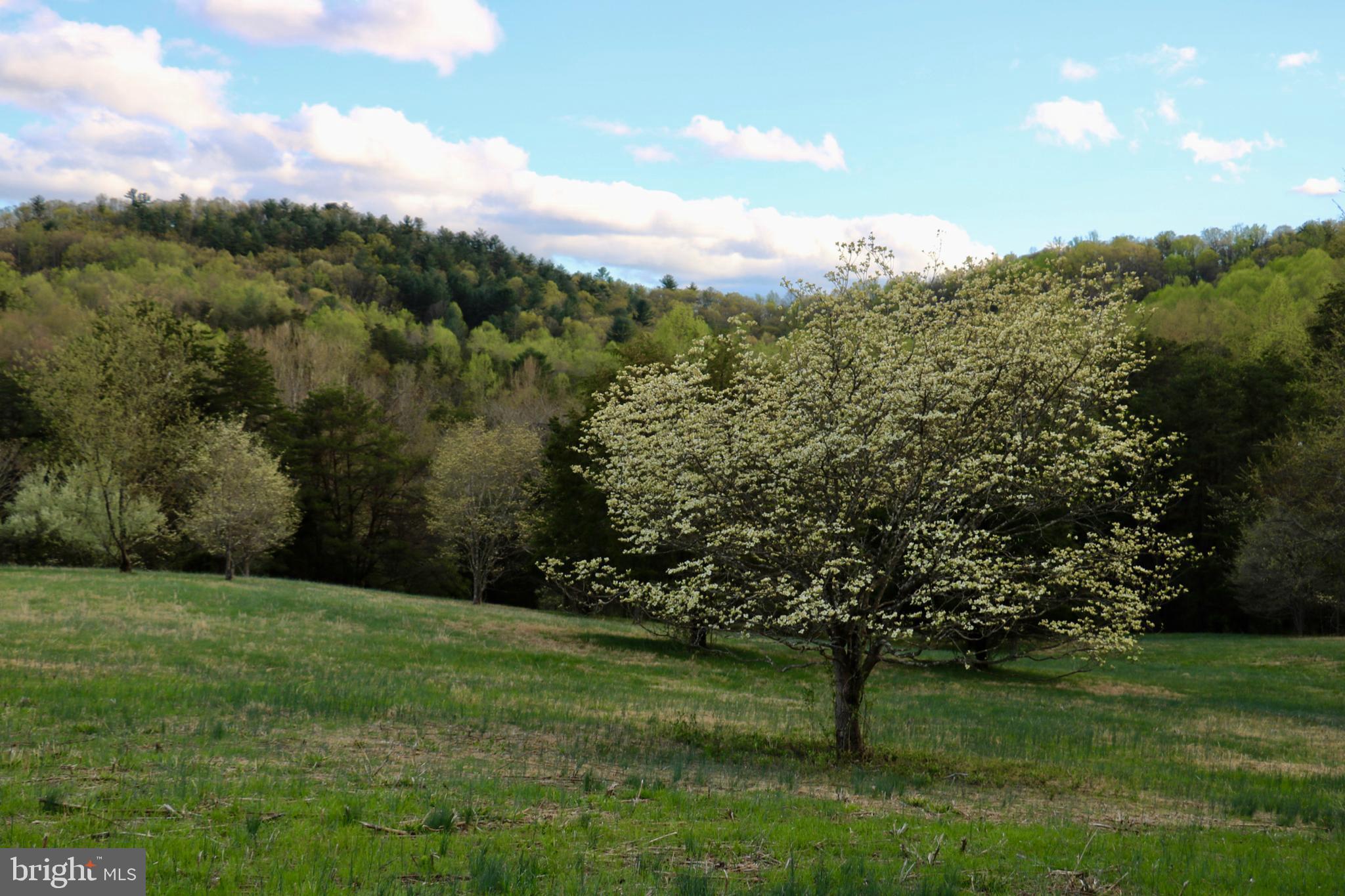 339 Whorton Hollow Road Castleton, VA 22716 - Photo 34 of 38 Open Pasture