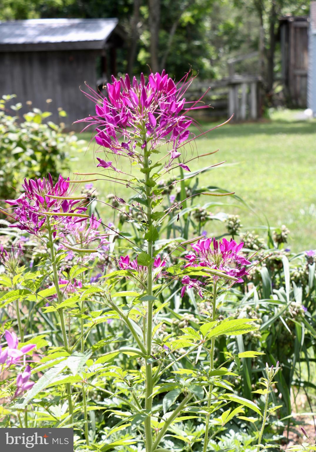 339 Whorton Hollow Road Castleton, VA 22716 - Photo 10 of 38 Flowers and Wildlife Surround the Property
