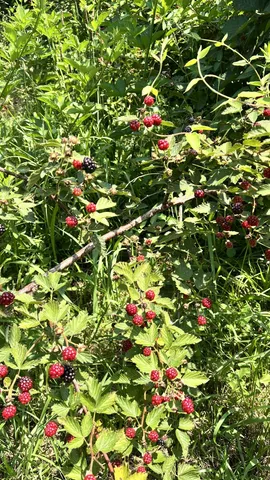 $399,000 | 627 Ragsdale Road, Manchester, TN 37355