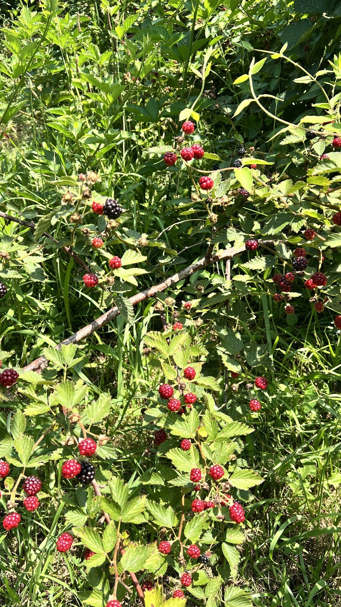 627 Ragsdale Road Manchester, TN 37355 - Photo 32 of 34