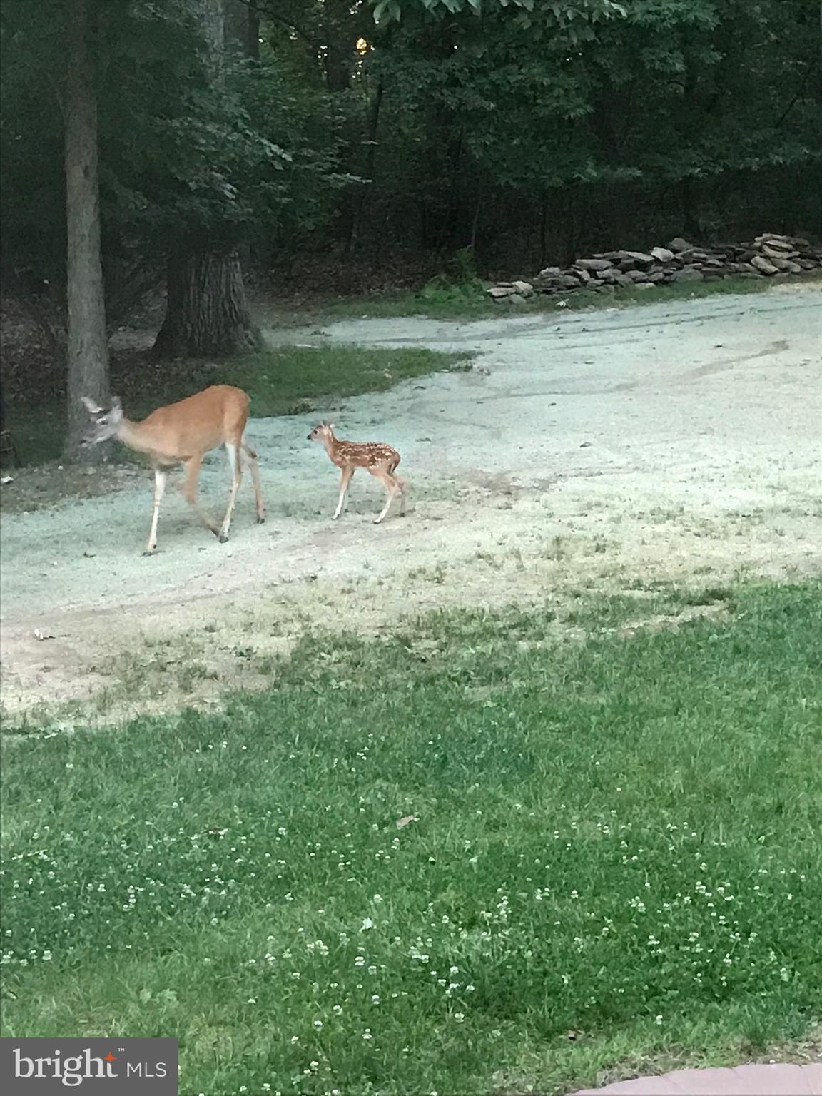 3812 Eagle Ridge Court Hanover, PA 17331 - Photo 77 of 78 Deer in the yard