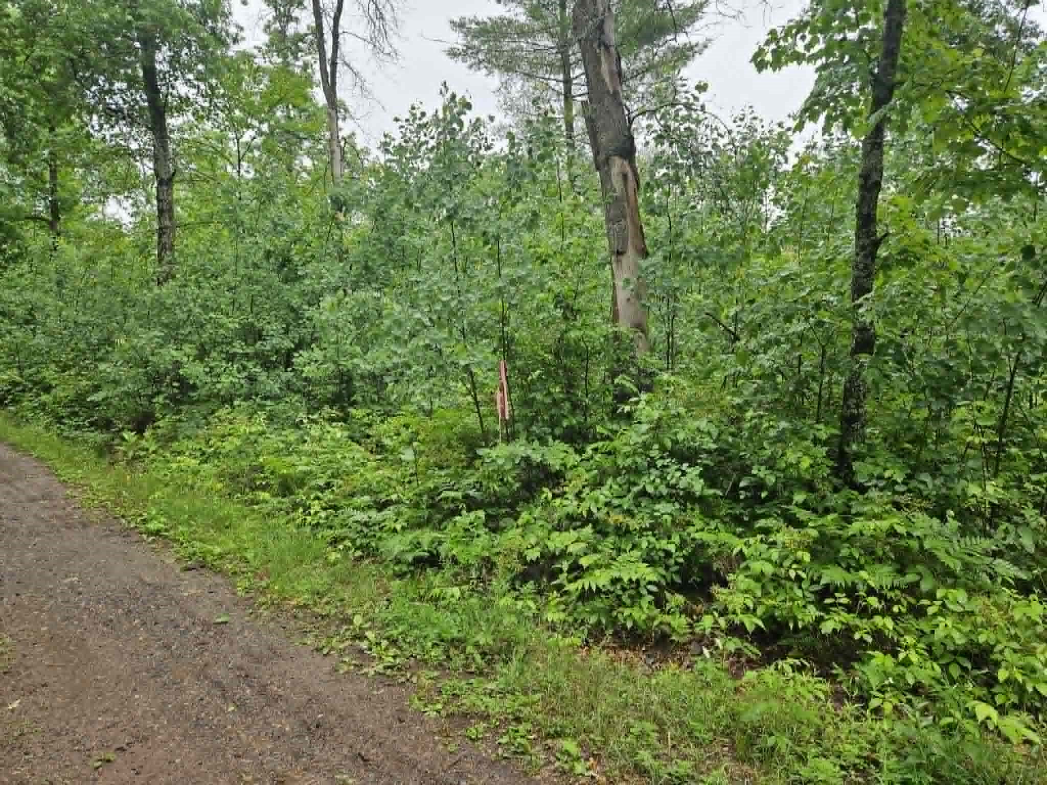 Lot 2 Hilly Lane Spooner, WI 54801 - Photo 3 of 4