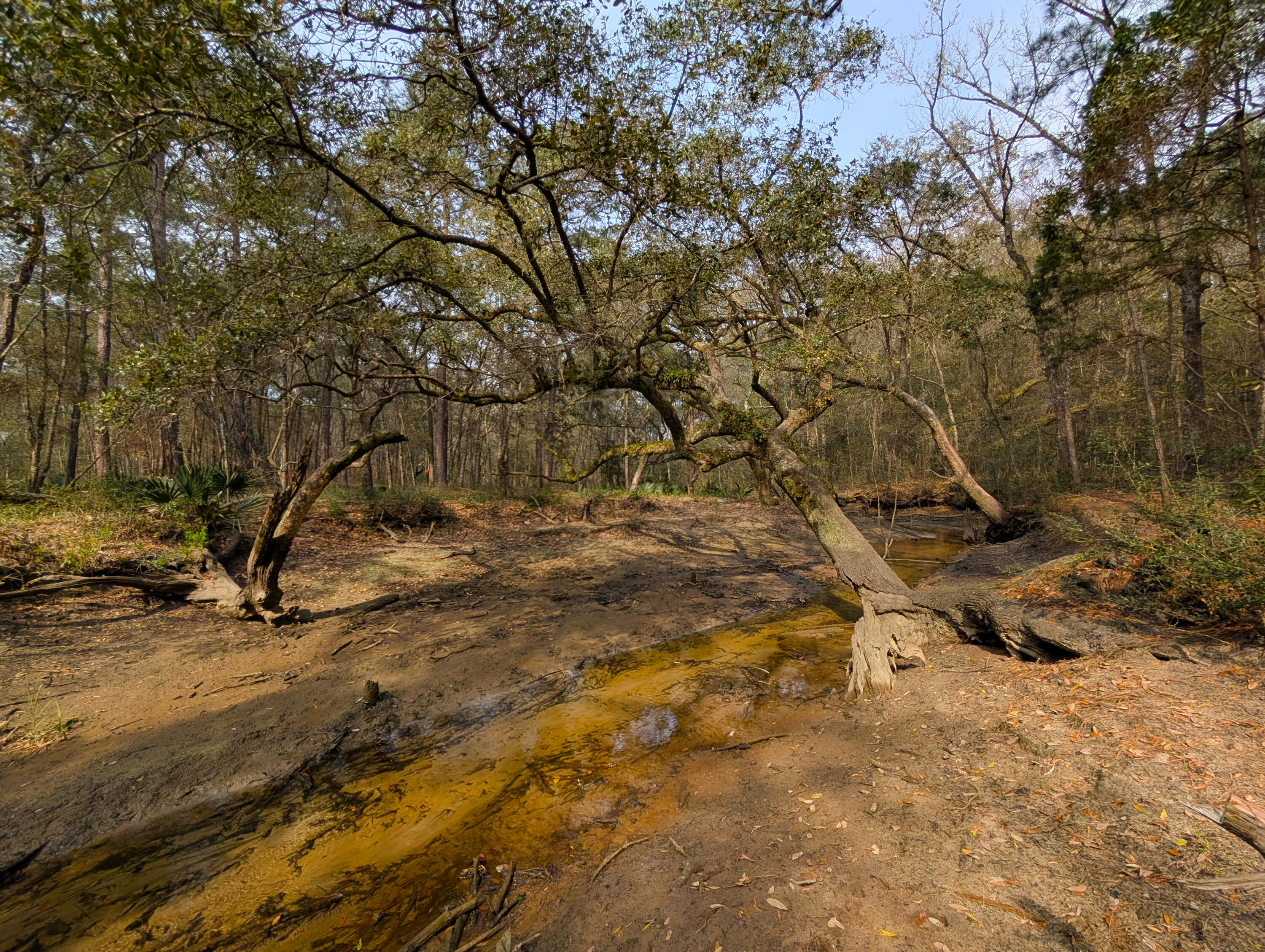 245 Warren Drive McClellanville, SC 29458 - Photo 1 of 14 1
