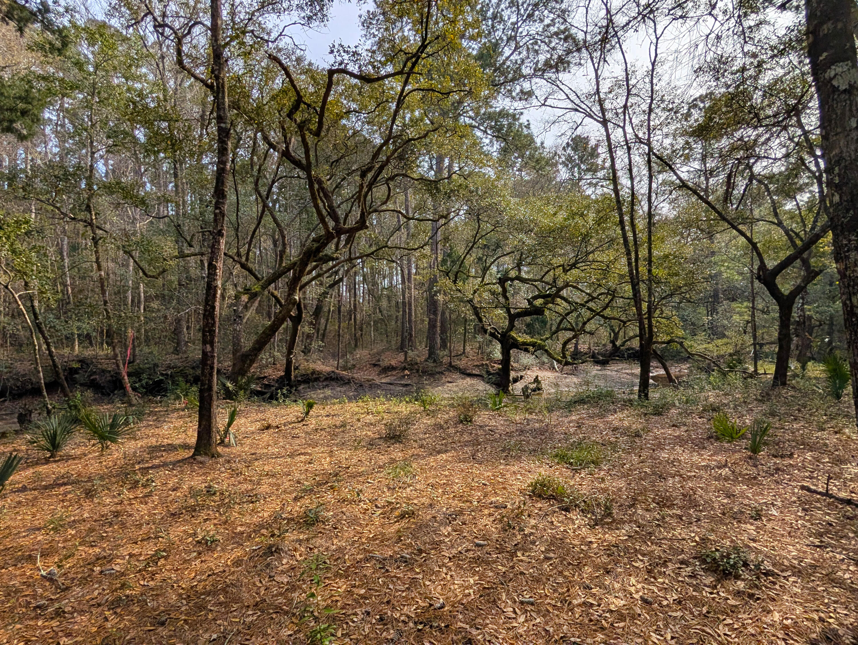 245 Warren Drive McClellanville, SC 29458 - Photo 6 of 14 5