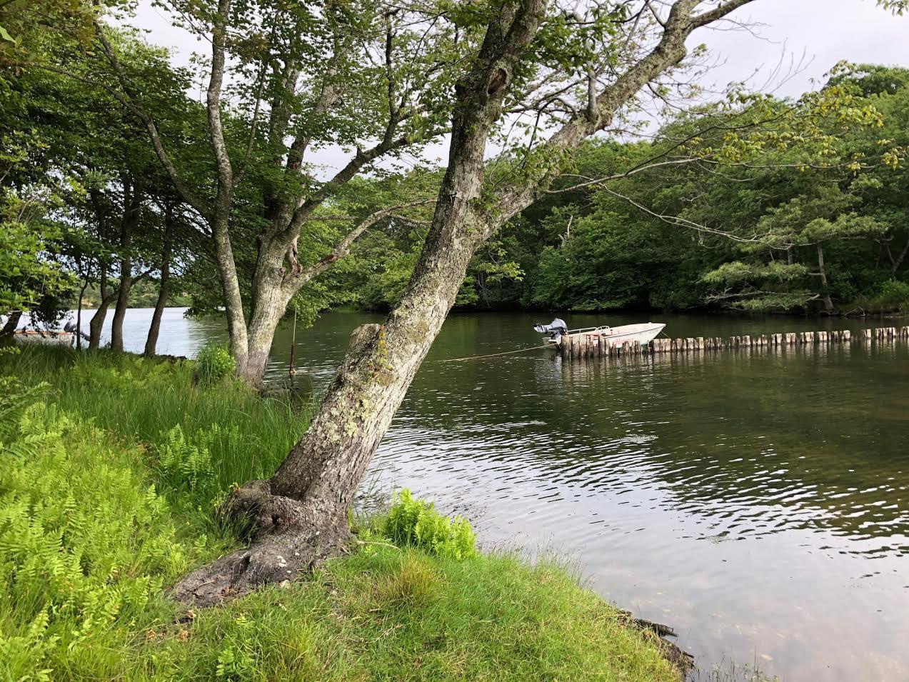 8 Old Wintucket Way Edgartown, MA 02539 - Photo 1 of 1 a view of a lake with a yard and large trees
