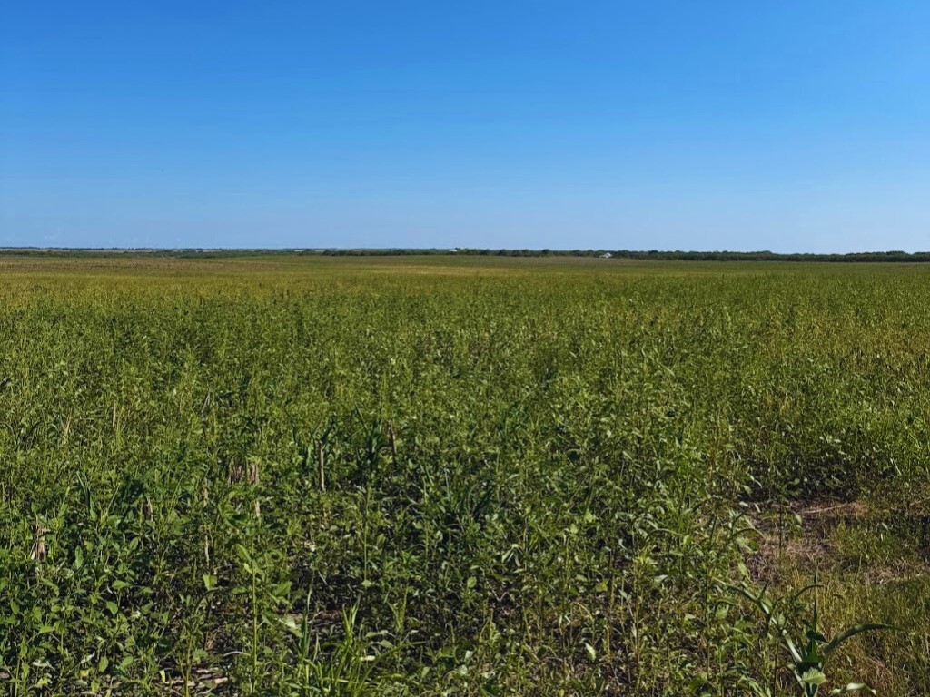 Tbd County Rd 1070 South Kingsville, TX 78363 - Photo 7 of 12 a view of yard with ocean view