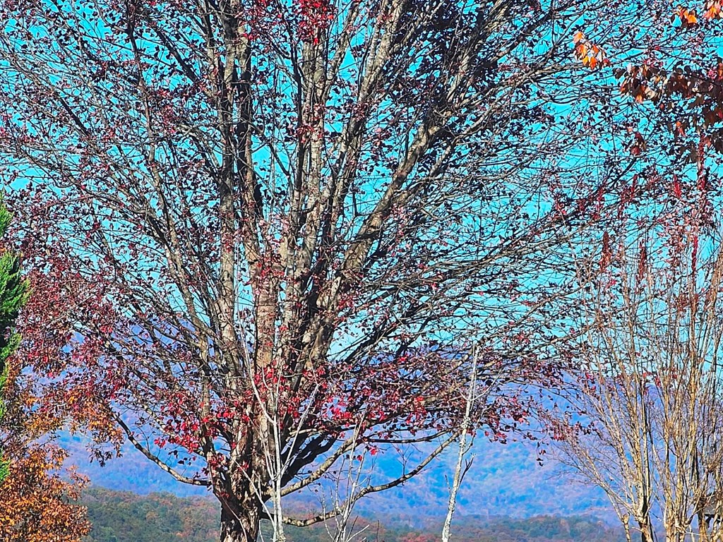 Lot 100 Northeast Pin Oak Ridge Murphy, NC 28906 - Photo 3 of 18