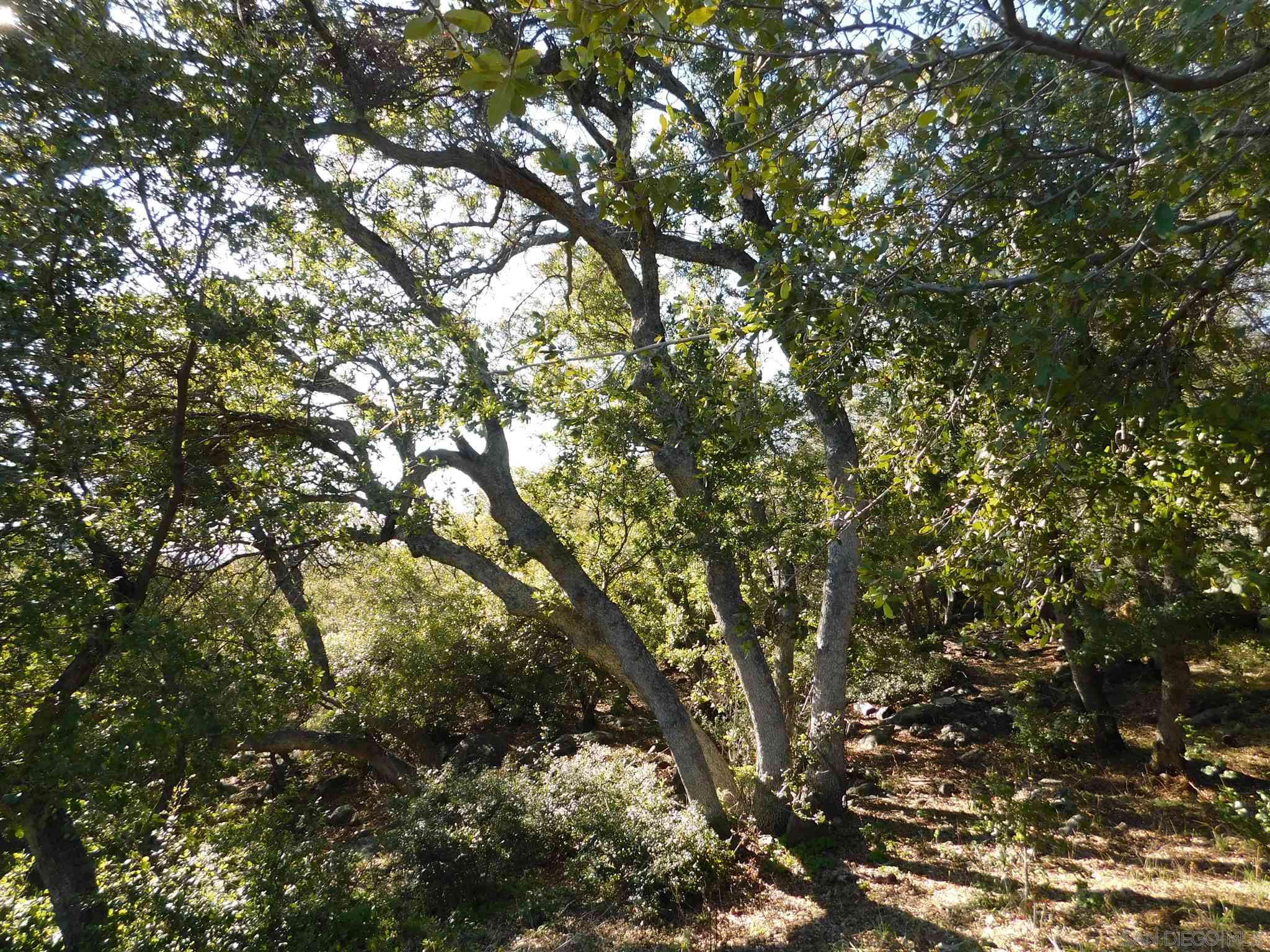 1 Pine Hills Road Julian, CA 92036 - Photo 2 of 19 Gallery Image 2
