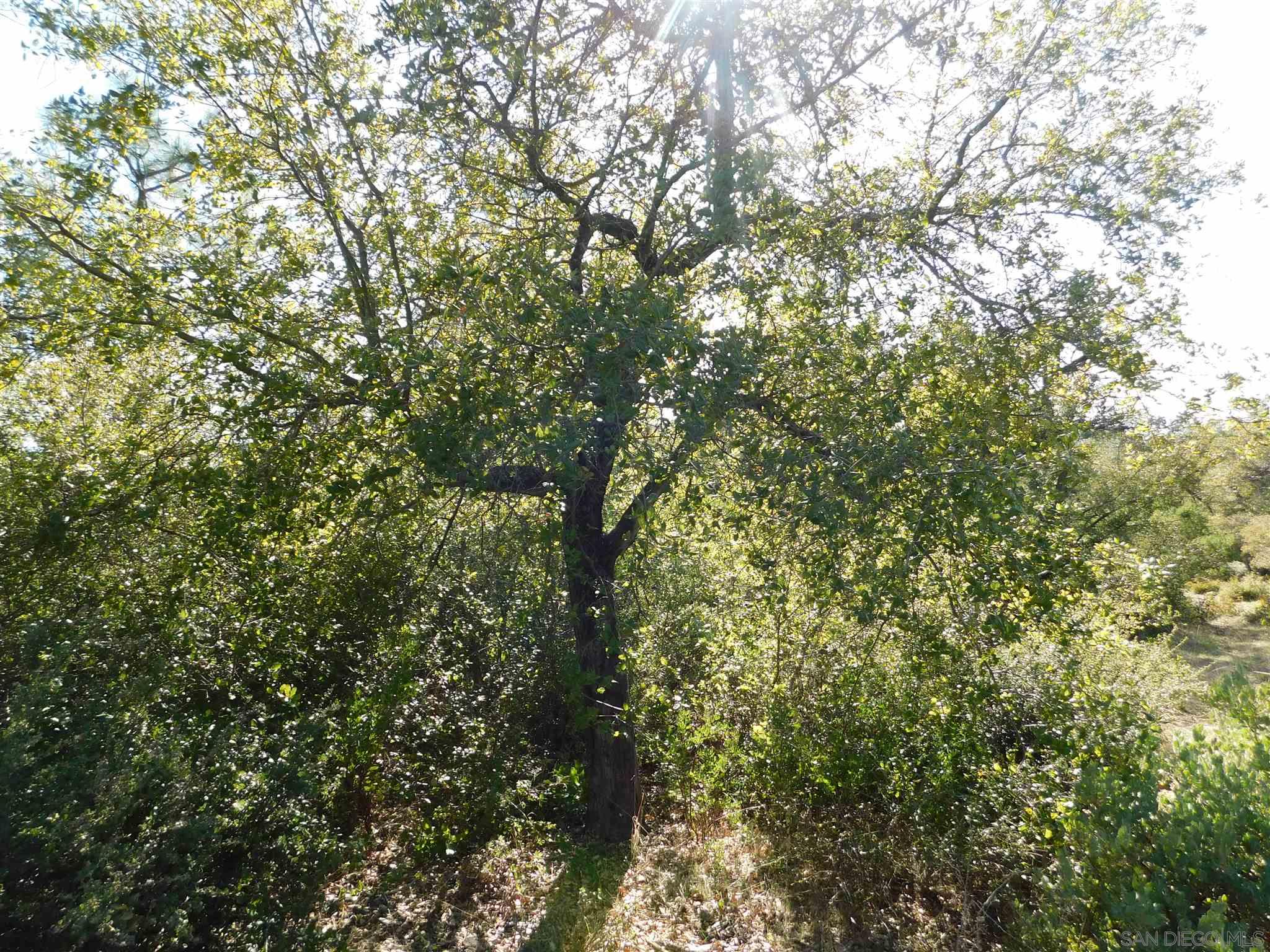 1 Pine Hills Road Julian, CA 92036 - Photo 17 of 19 Gallery Image 17