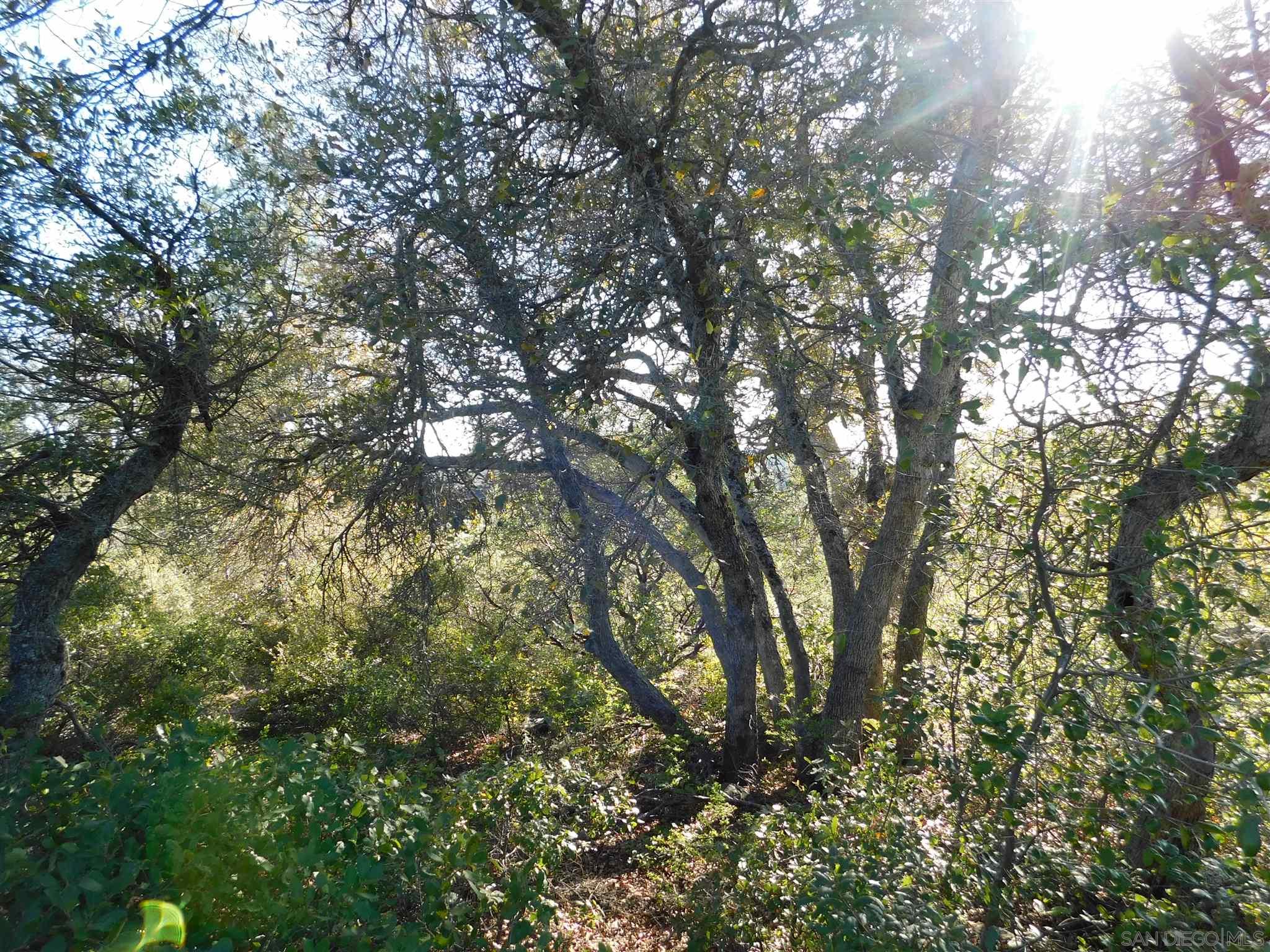 1 Pine Hills Road Julian, CA 92036 - Photo 8 of 19 Gallery Image 8