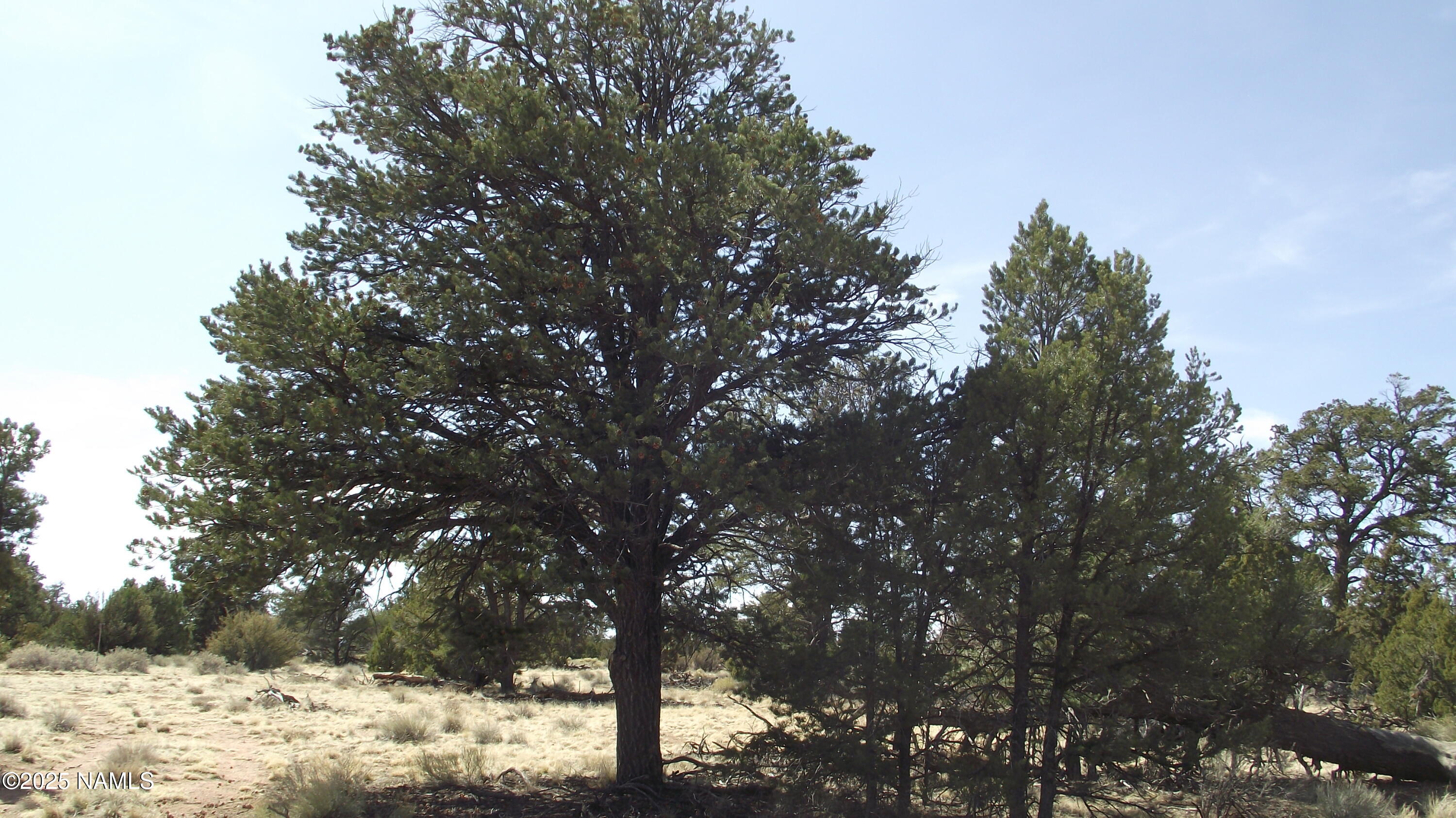 7525 Red Butte Road Williams, AZ 86046 - Photo 36 of 61 DSCF7374