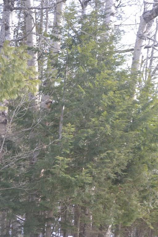 0 Coboro Road Stetson, ME 04488 - Photo 22 of 24 Land