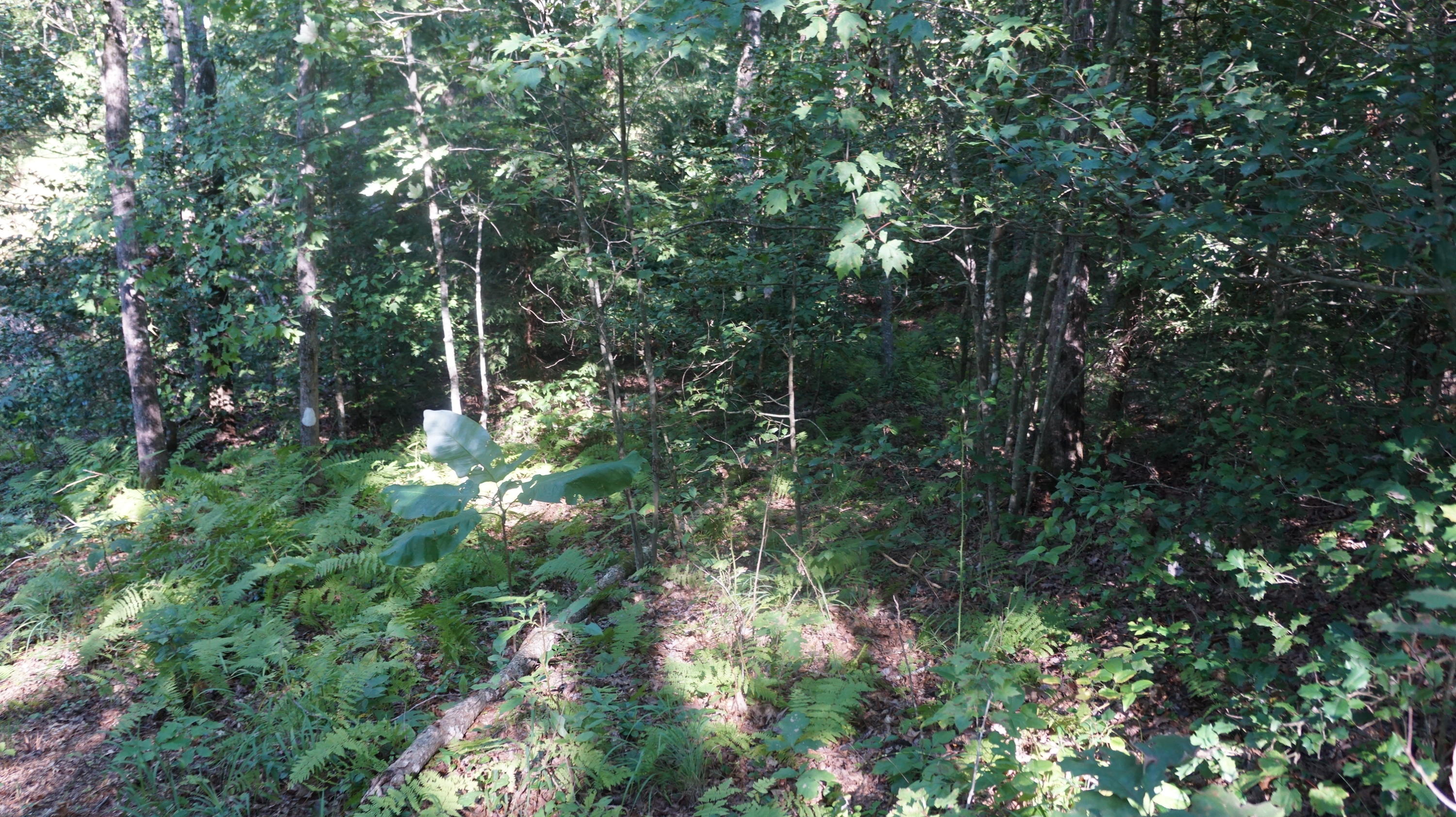4-acres Browder Point Monterey, TN 38574 - Photo 12 of 21 Beautiful Natural Areas