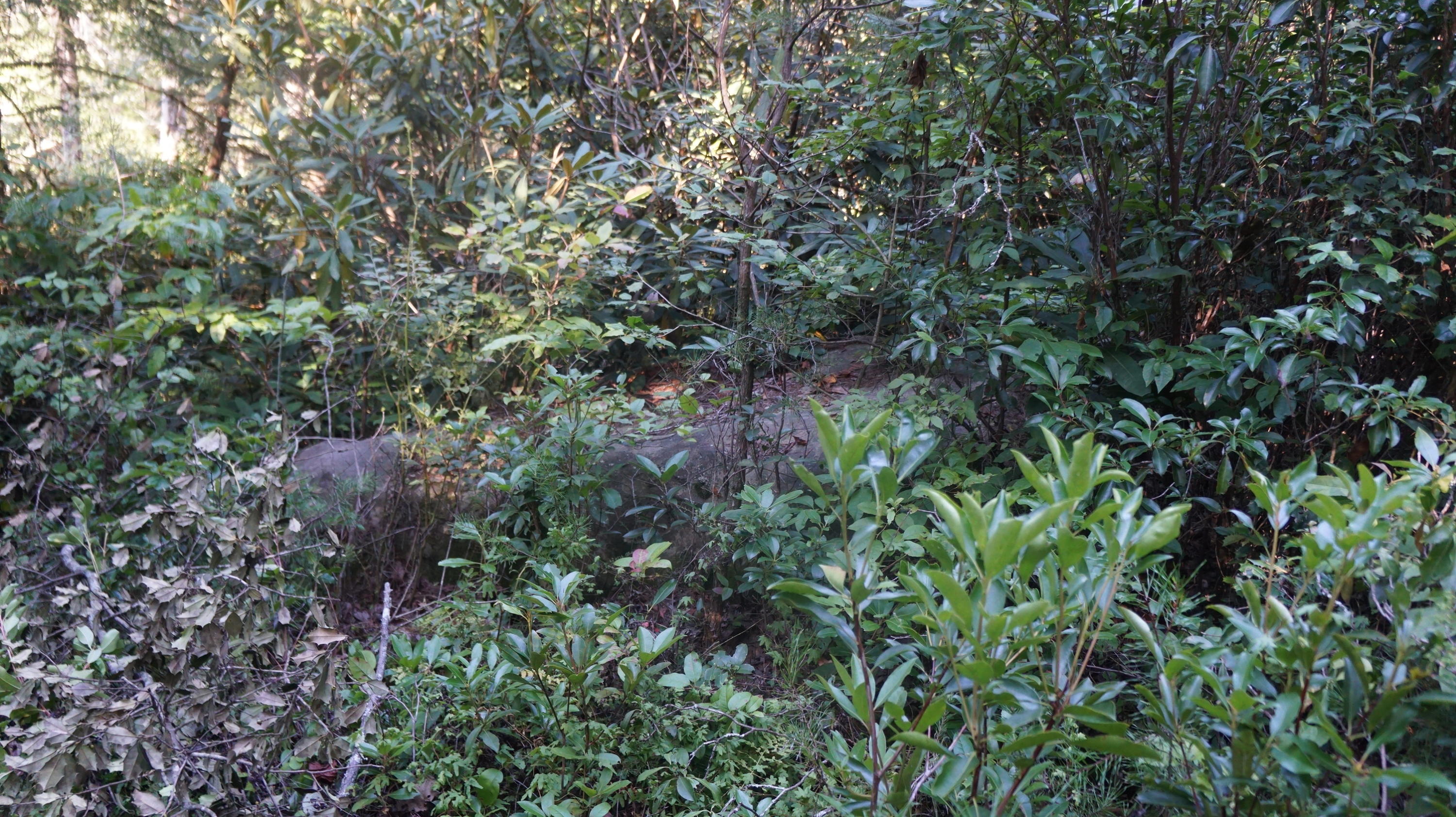 4-acres Browder Point Monterey, TN 38574 - Photo 13 of 21 Rock Outcroppings...Mountain Laurel