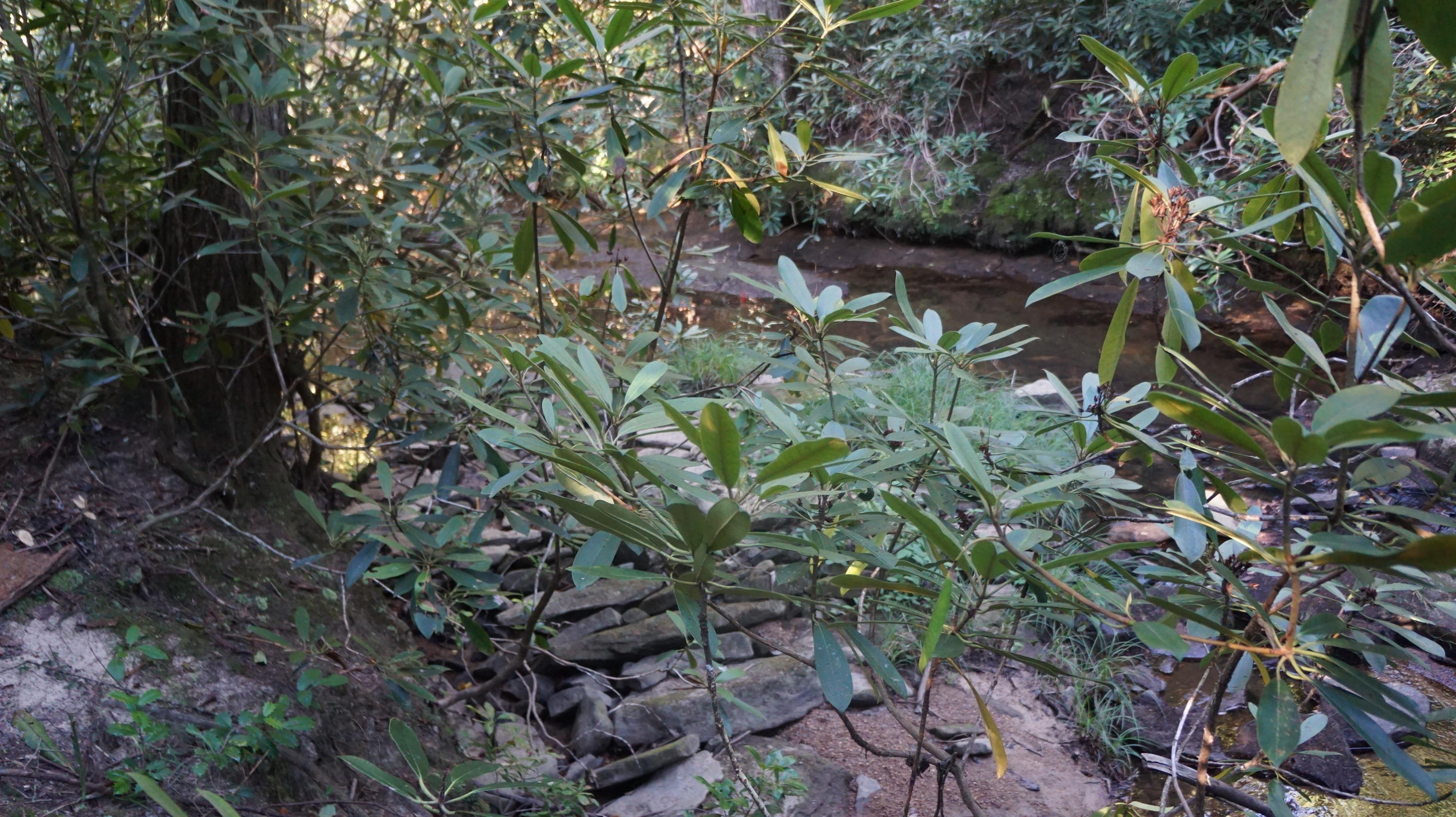 4-acres Browder Point Monterey, TN 38574 - Photo 20 of 21 Creek