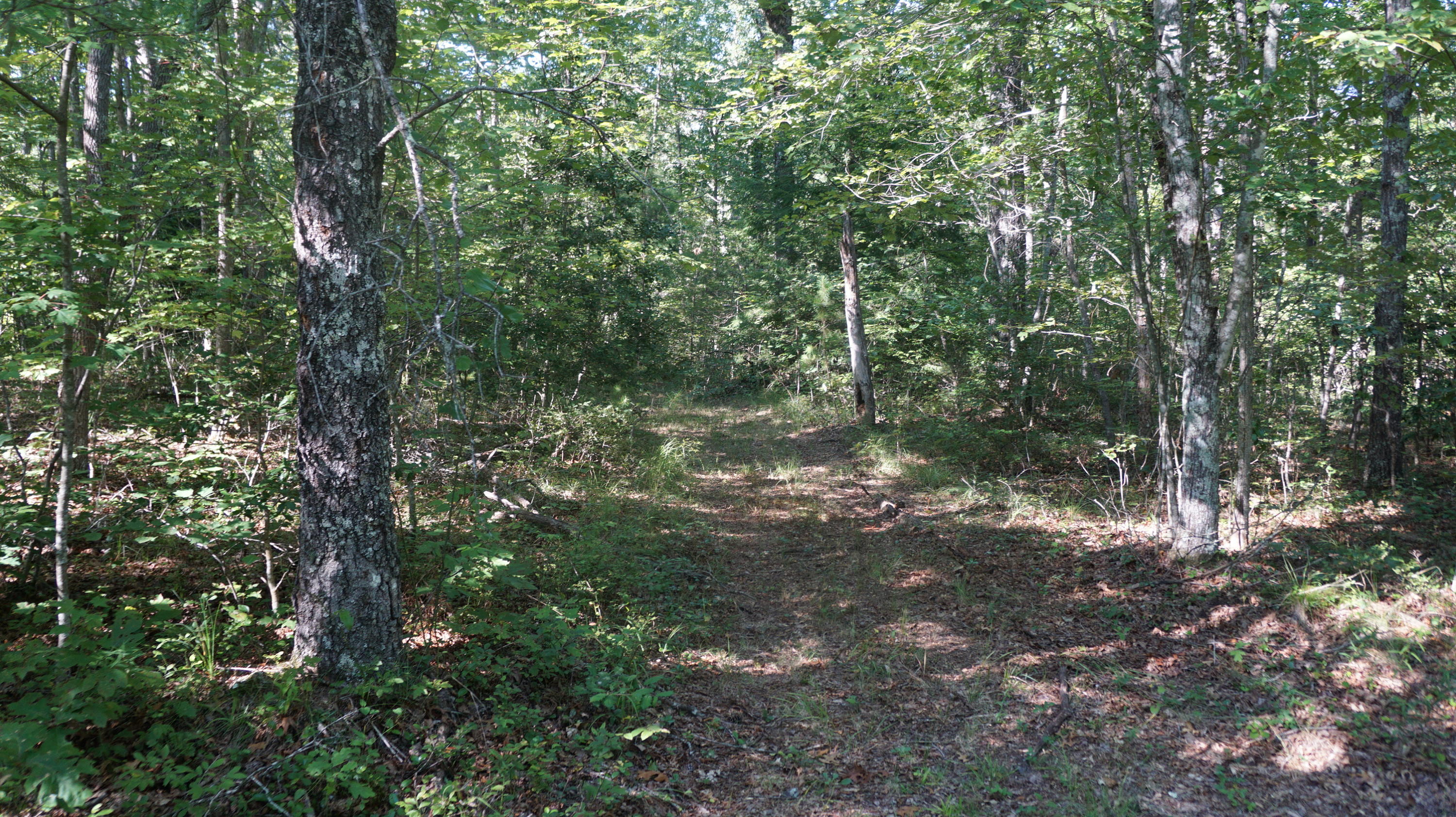 4-acres Browder Point Monterey, TN 38574 - Photo 4 of 21 Trail-Road to Creek