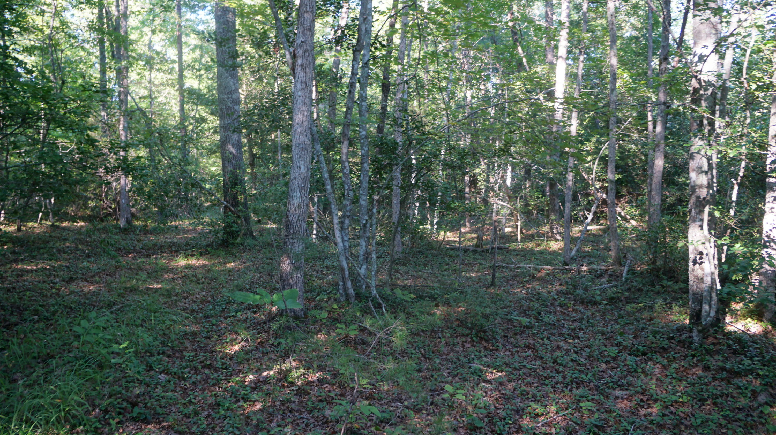 4-acres Browder Point Monterey, TN 38574 - Photo 5 of 21 Great Locations for Homesite