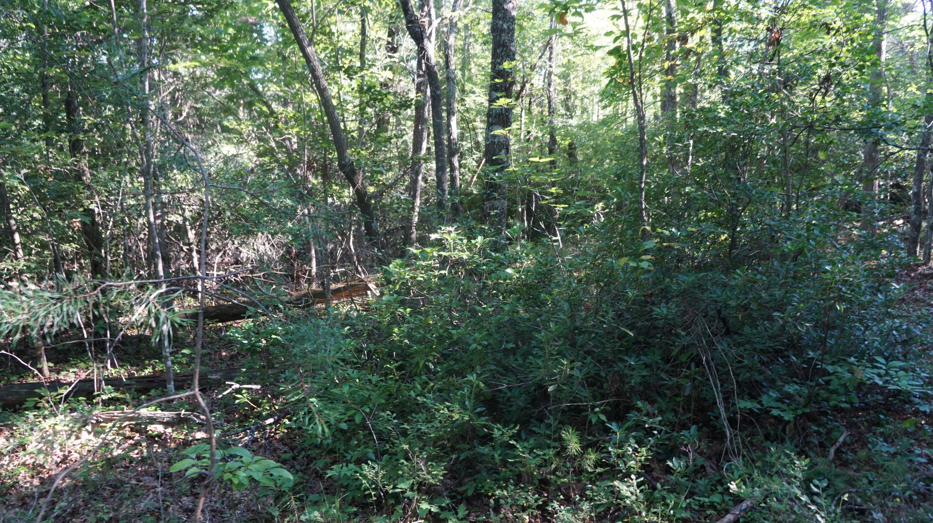 4-acres Browder Point Monterey, TN 38574 - Photo 9 of 21 Great Natural Area 2