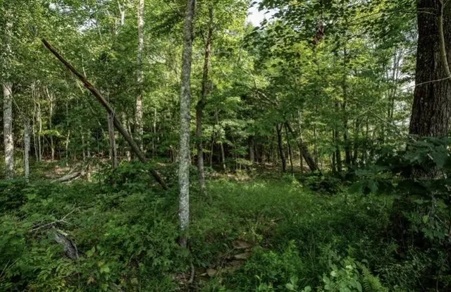 a view of a lush green forest