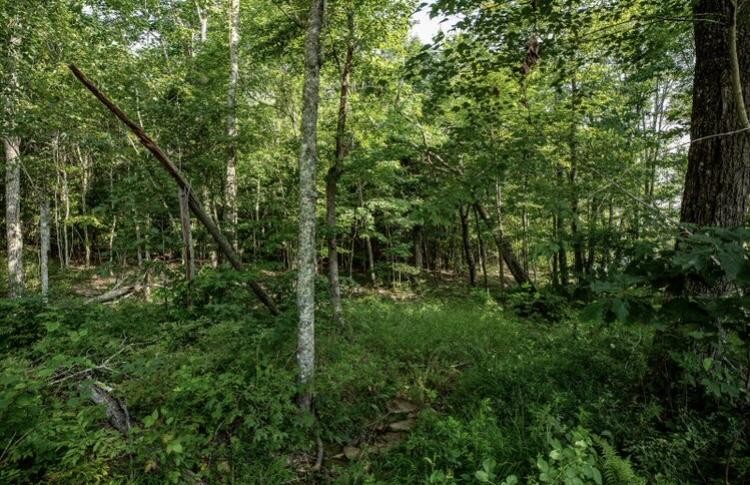 595 Compass Drive Jasper, TN 37347 - Photo 16 of 47 a view of a lush green forest next to a tree