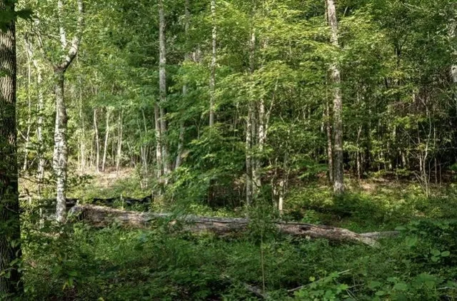a view of a lush green forest