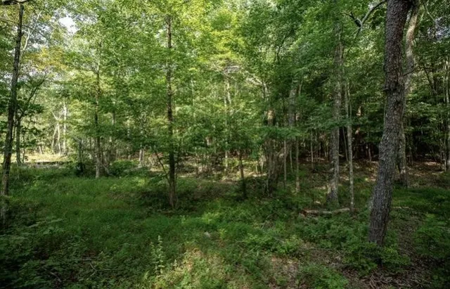 a view of a yard with trees
