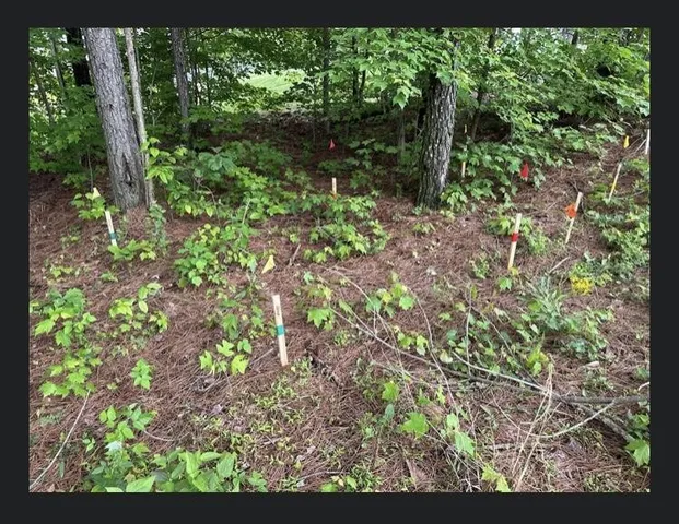 a view of backyard with green space