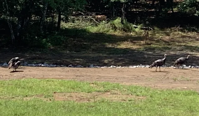 a view of a yard covered with snow in front of house