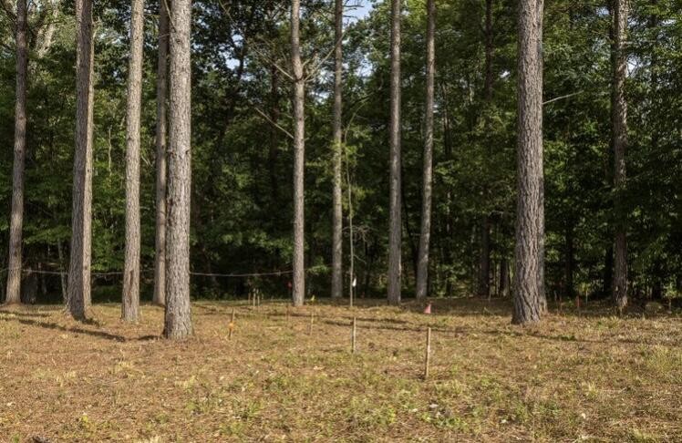 595 Compass Drive Jasper, TN 37347 - Photo 6 of 47 a view of backyard with green space