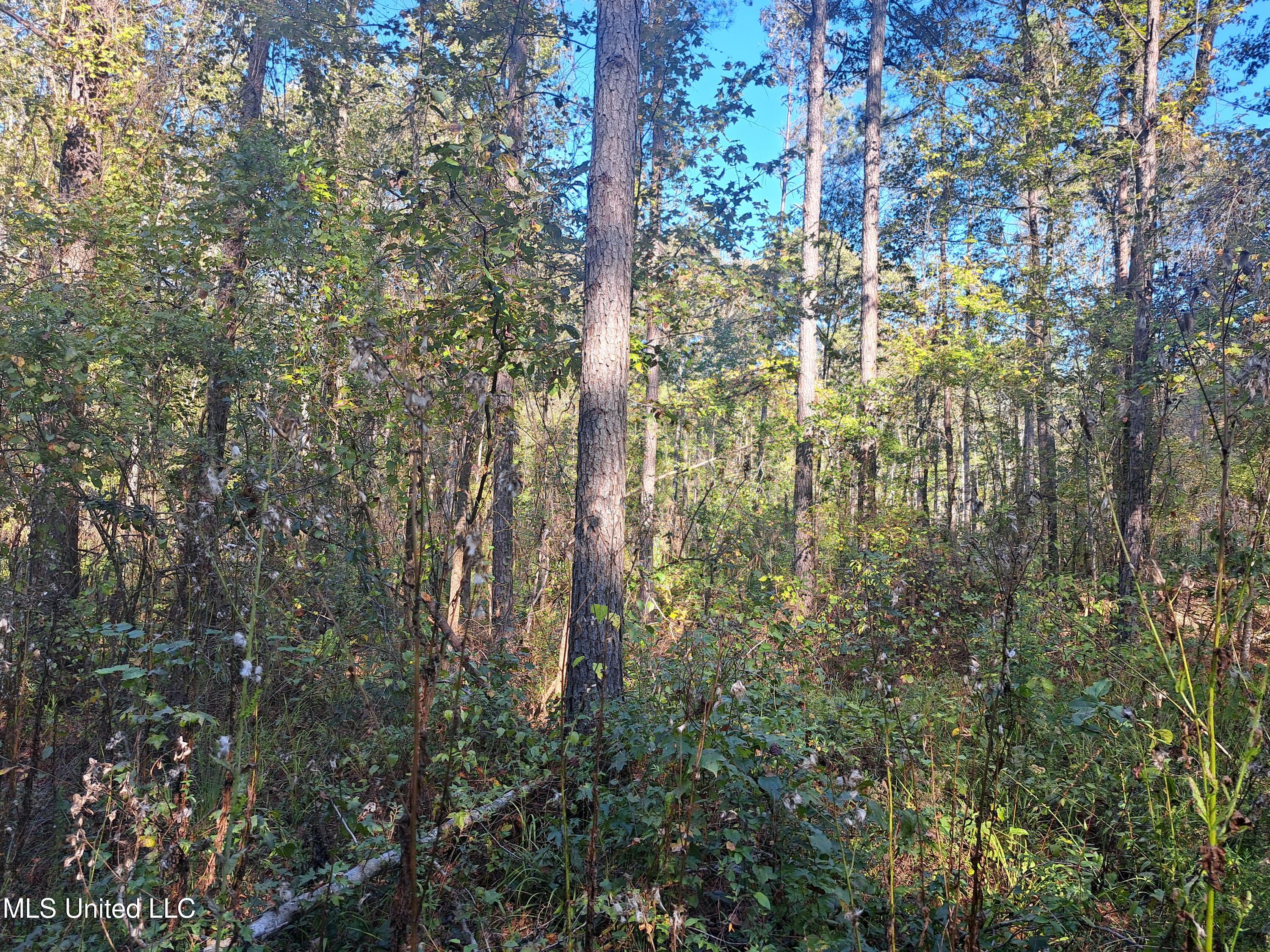 414 B Sulphur Springs Road Canton, MS 39046 - Photo 7 of 13 H7