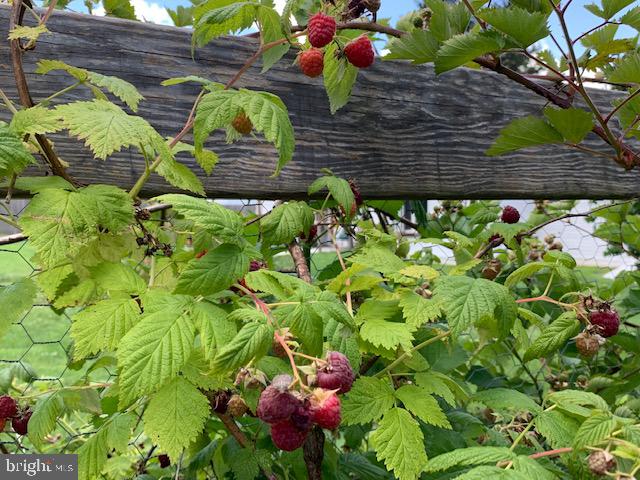408 Big Elk Chapel Road Elkton, MD 21921 - Photo 32 of 37 Established Raspberry and Blackberry Bushes